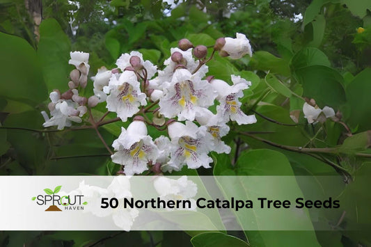 Northern Catalpa Tree Seeds – 50 Pack, Showy White Flowers, Hardy Shade Tree, Catalpa speciosa, Ornamental, Fast-Growing