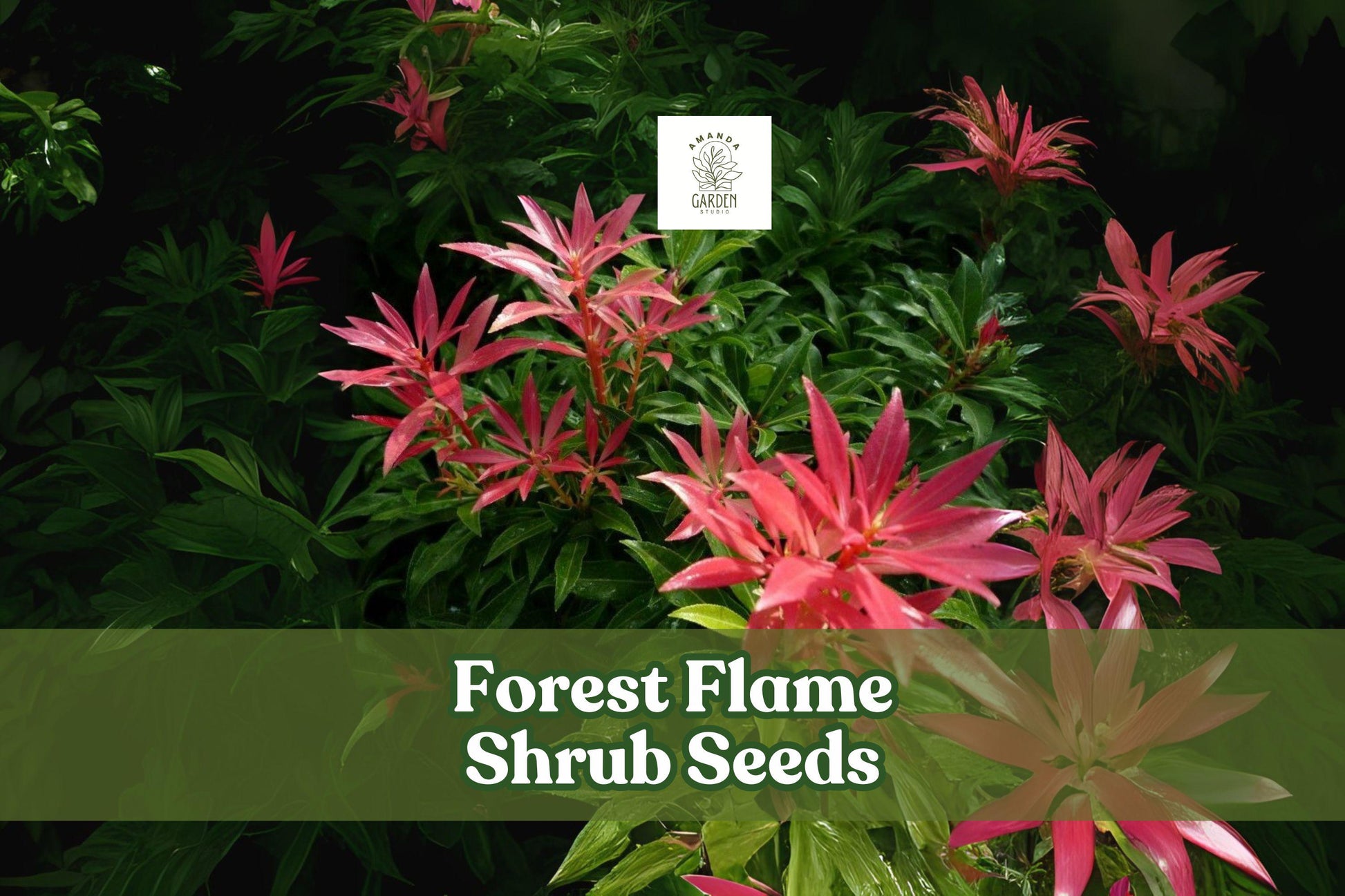 Forest Flame Shrub Seeds – Pieris japonica – Ornamental Evergreen with Red New Growth and White Spring Flowers