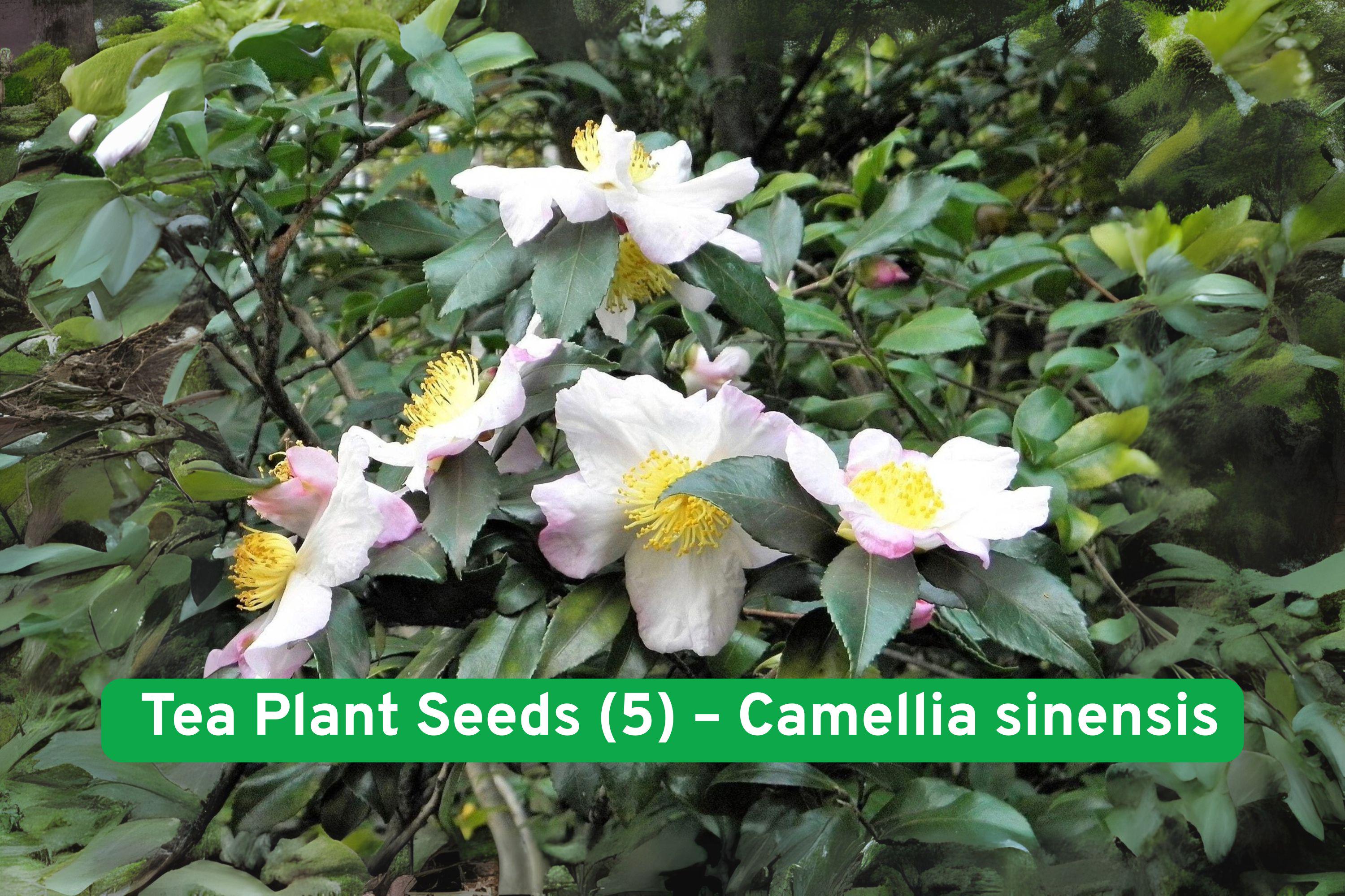 Tea Plant Seeds (5) – Camellia sinensis – Grow Black & Green Tea Shrub, Evergreen, Fragrant White Flowers
