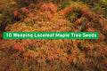 Weeping Laceleaf Japanese Maple Tree Seeds - Acer Palmatum Dissectum - Ornamental Foliage, Fall Colors, Cold Stratify, 10 Seeds