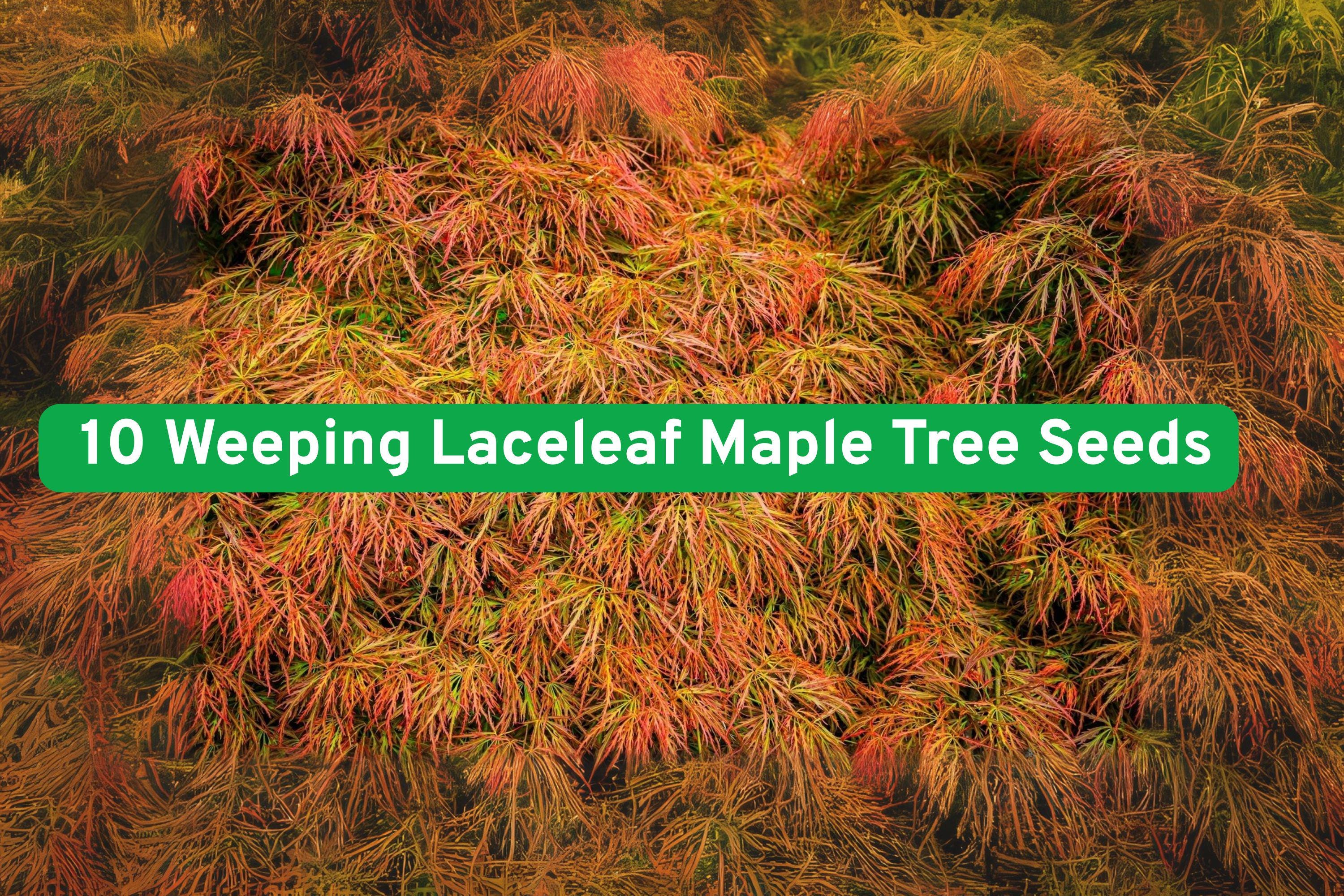 Weeping Laceleaf Japanese Maple Tree Seeds - Acer Palmatum Dissectum - Ornamental Foliage, Fall Colors, Cold Stratify, 10 Seeds