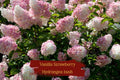 Vanilla Strawberry Hydrangea Cuttings – Unrooted, Hardy Zones 4-8, Large Cone Blooms, Easy to Root, Organic, Shrub