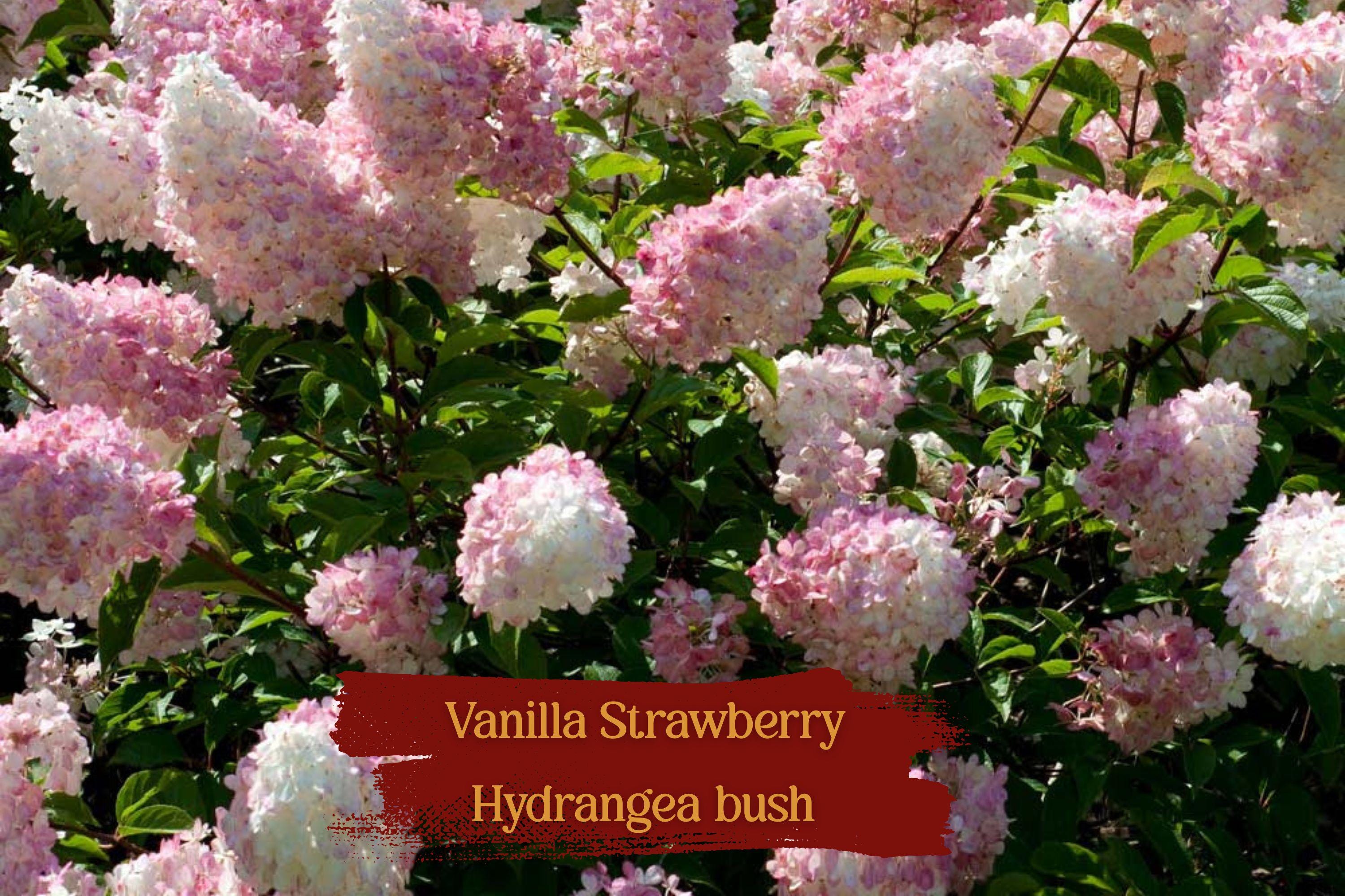 Vanilla Strawberry Hydrangea Cuttings – Unrooted, Hardy Zones 4-8, Large Cone Blooms, Easy to Root, Organic, Shrub