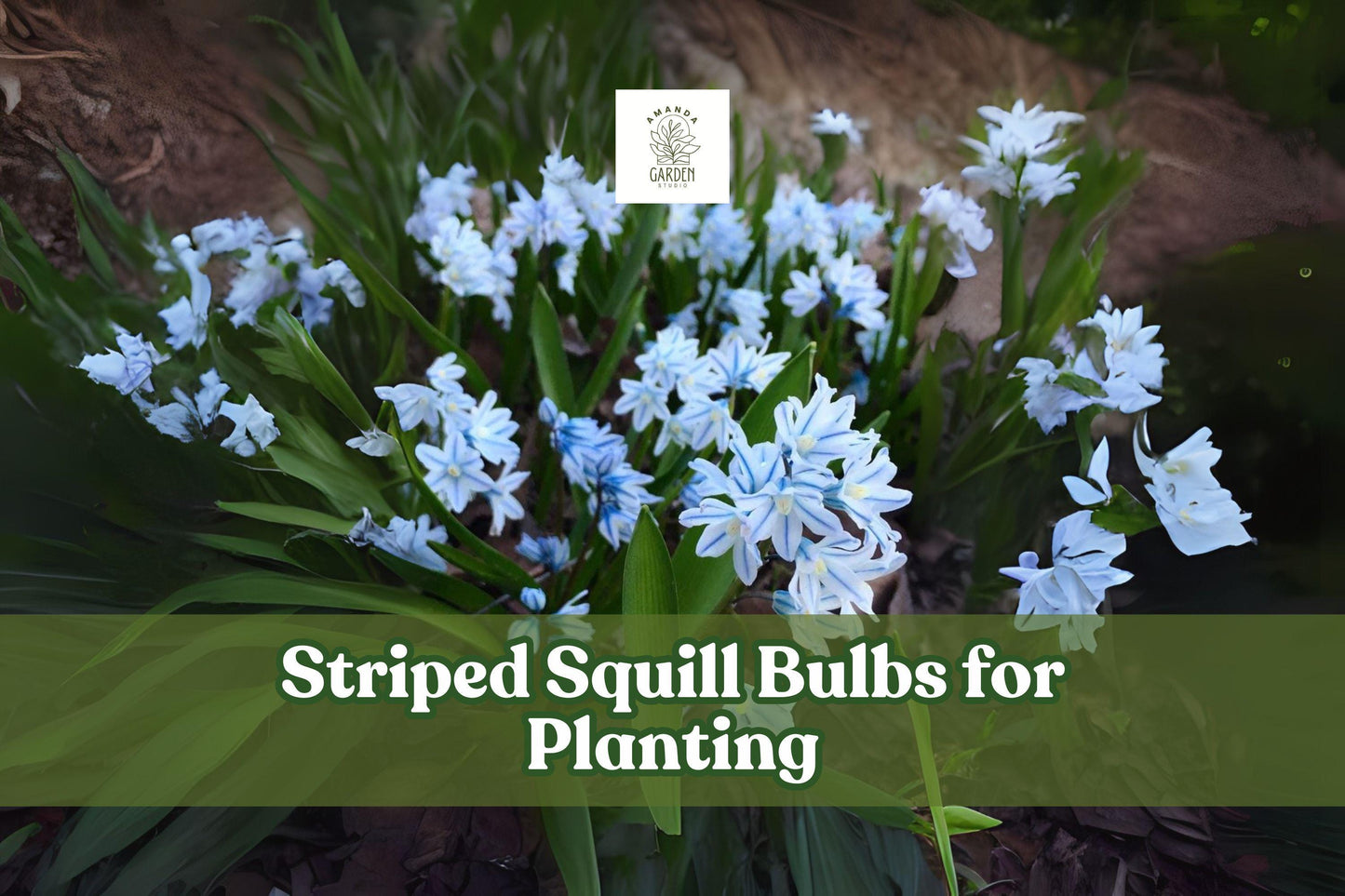 Striped Squill Bulbs, Puschkinia scilloides, Early Spring Blooms, Hardy Perennial, 5 Live Bulbs for Garden, Naturalizing, Rock Garden