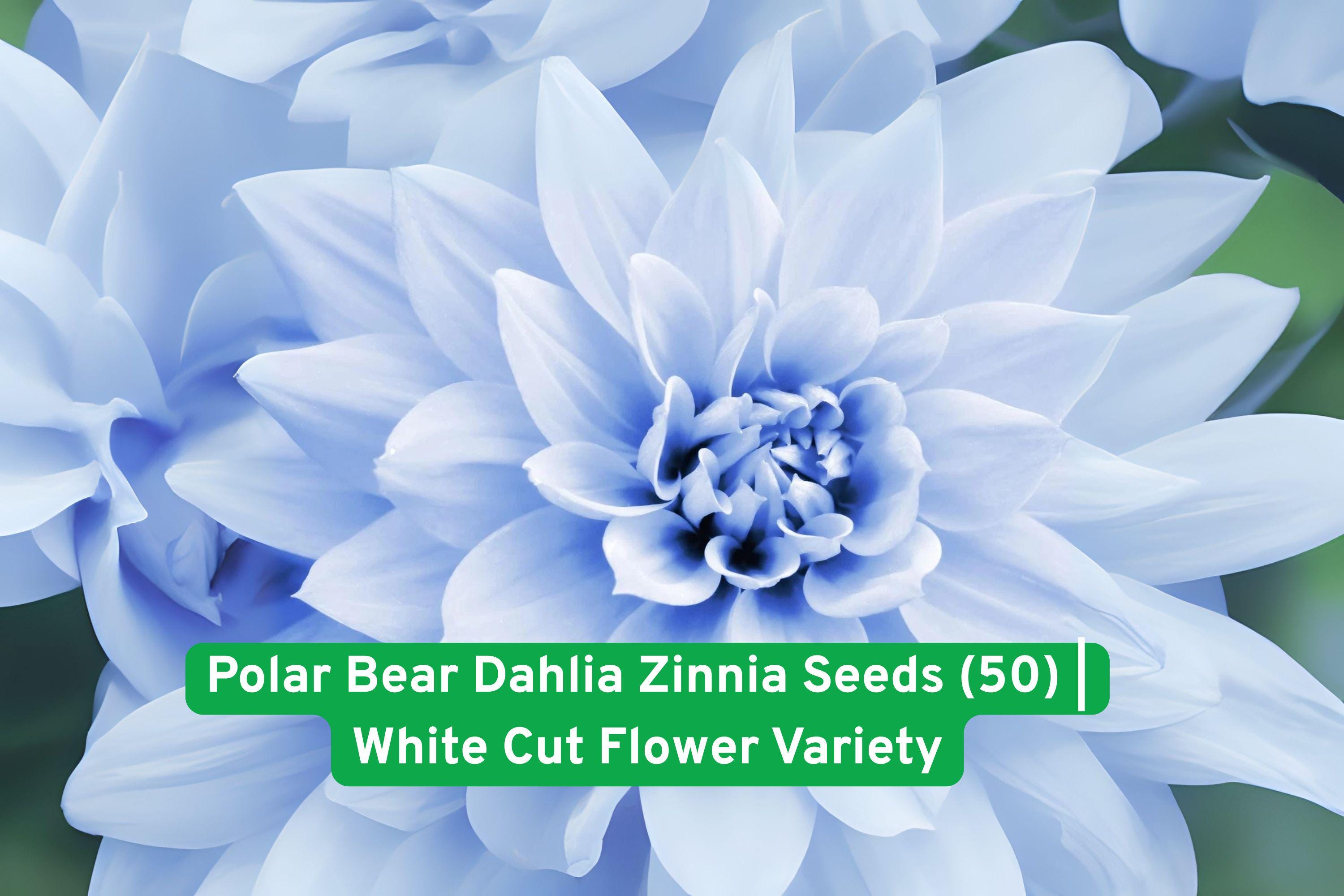 Polar Bear Zinnia Seeds – White Pom-Pom Double Flowers – Zinnia elegans – Easy to Grow Annual for Gardens & Bouquets