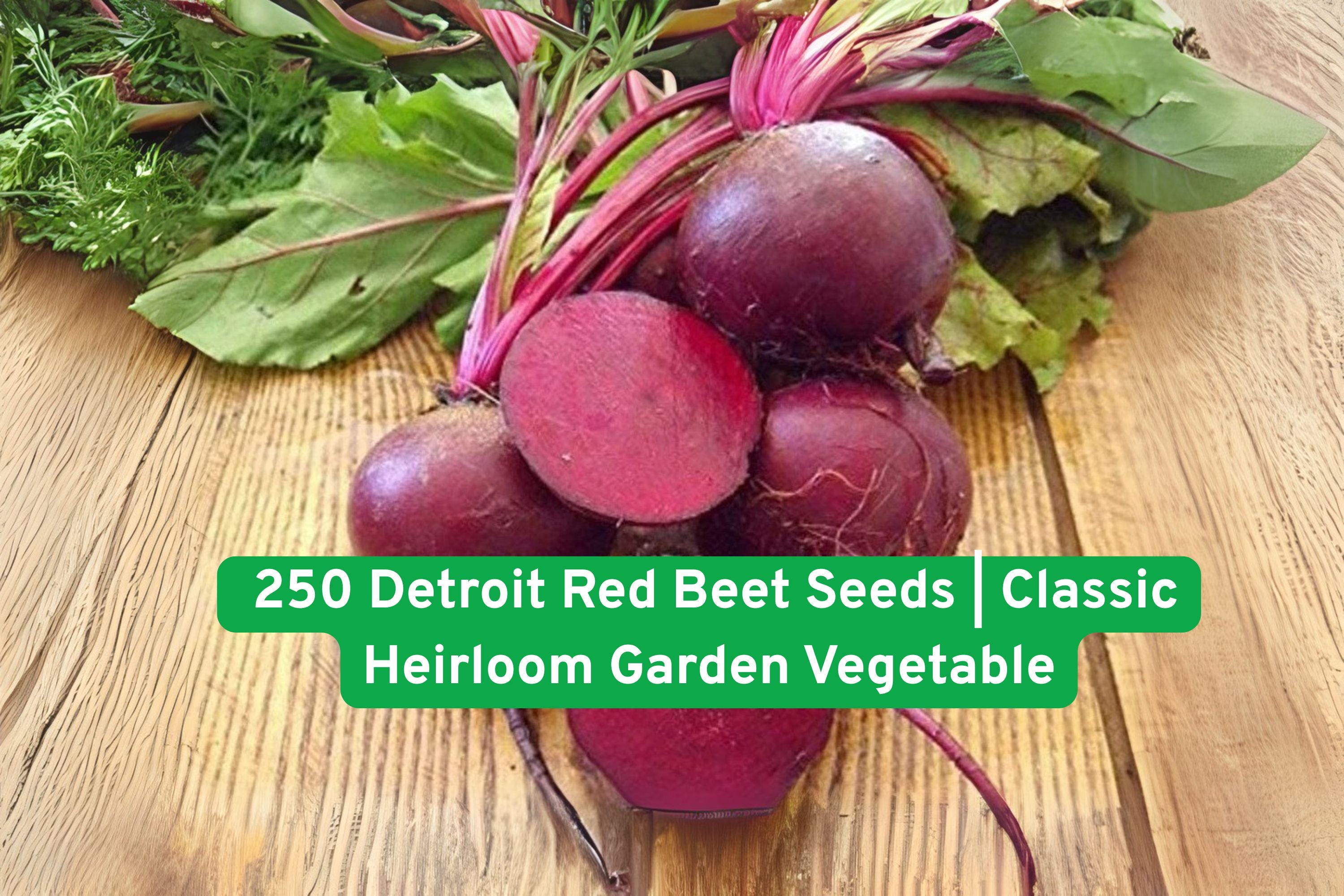 Detroit Red Beet Seeds – Heirloom Non-GMO Vegetable Seeds for Salads, Roasting, Pickling & Juicing, 250+ Seeds