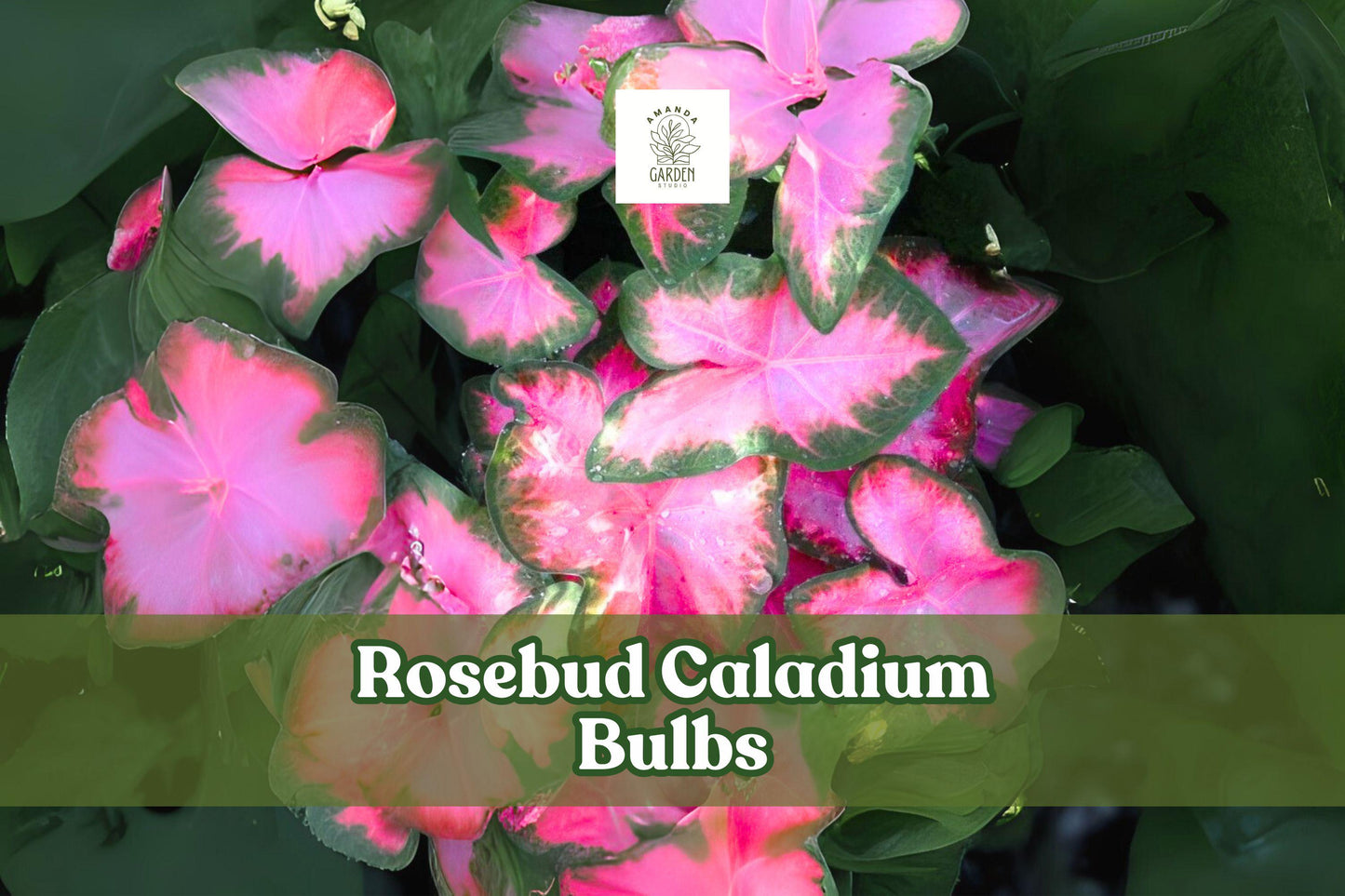 6 Rosebud Caladium Bulbs – Pink & Green Fancy Leaf Tropical Foliage Plant – Caladium bicolor ‘Rosebud’
