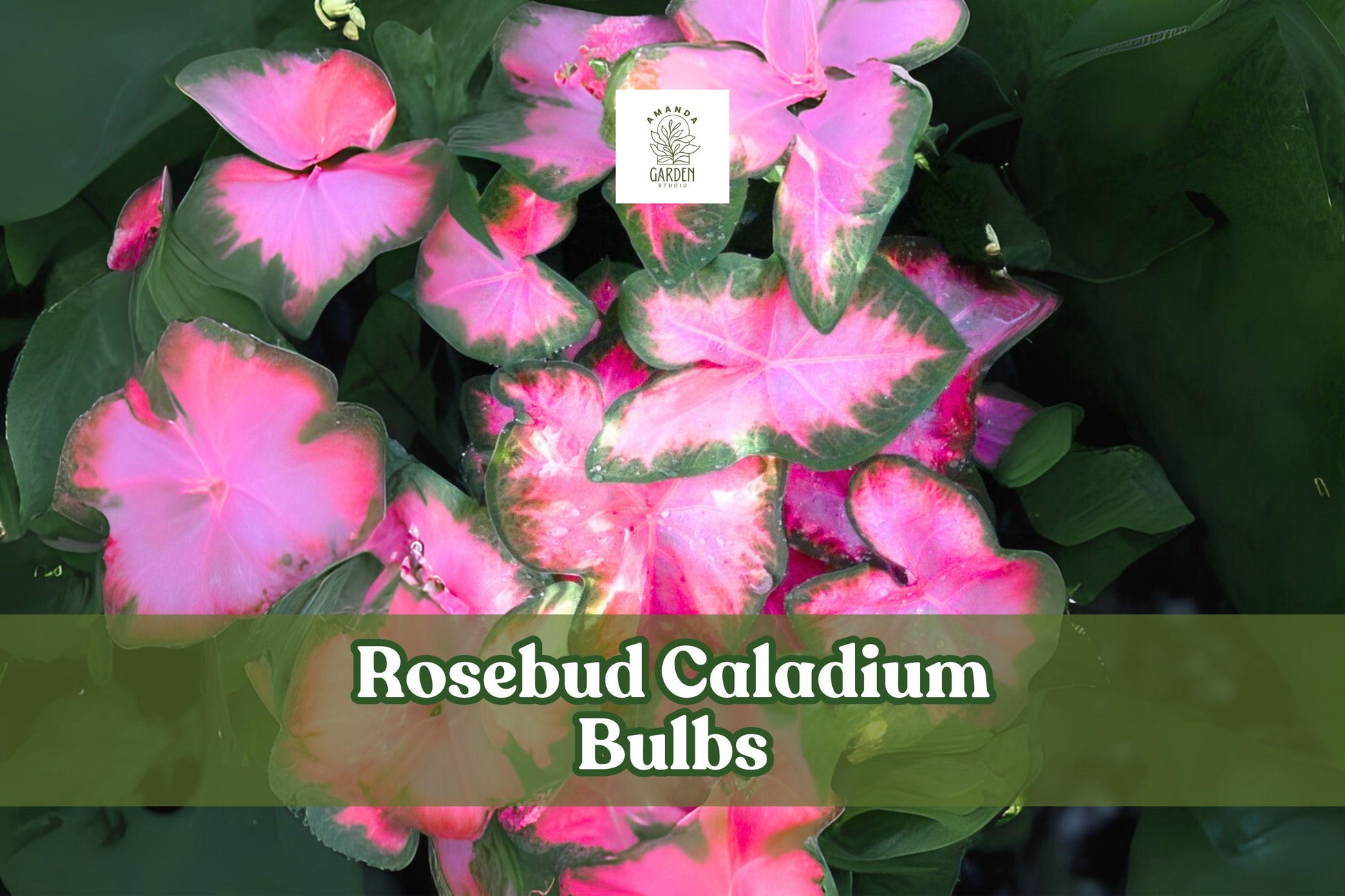 6 Rosebud Caladium Bulbs – Pink & Green Fancy Leaf Tropical Foliage Plant – Caladium bicolor ‘Rosebud’