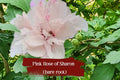 Live Double Pink Rose of Sharon Shrub, ½–1 ft Starter Plant, Hibiscus syriacus ‘Althea’, Drought Tolerant, Pollinator Attracting