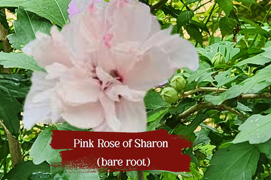 Live Double Pink Rose of Sharon Shrub, ½–1 ft Starter Plant, Hibiscus syriacus ‘Althea’, Drought Tolerant, Pollinator Attracting