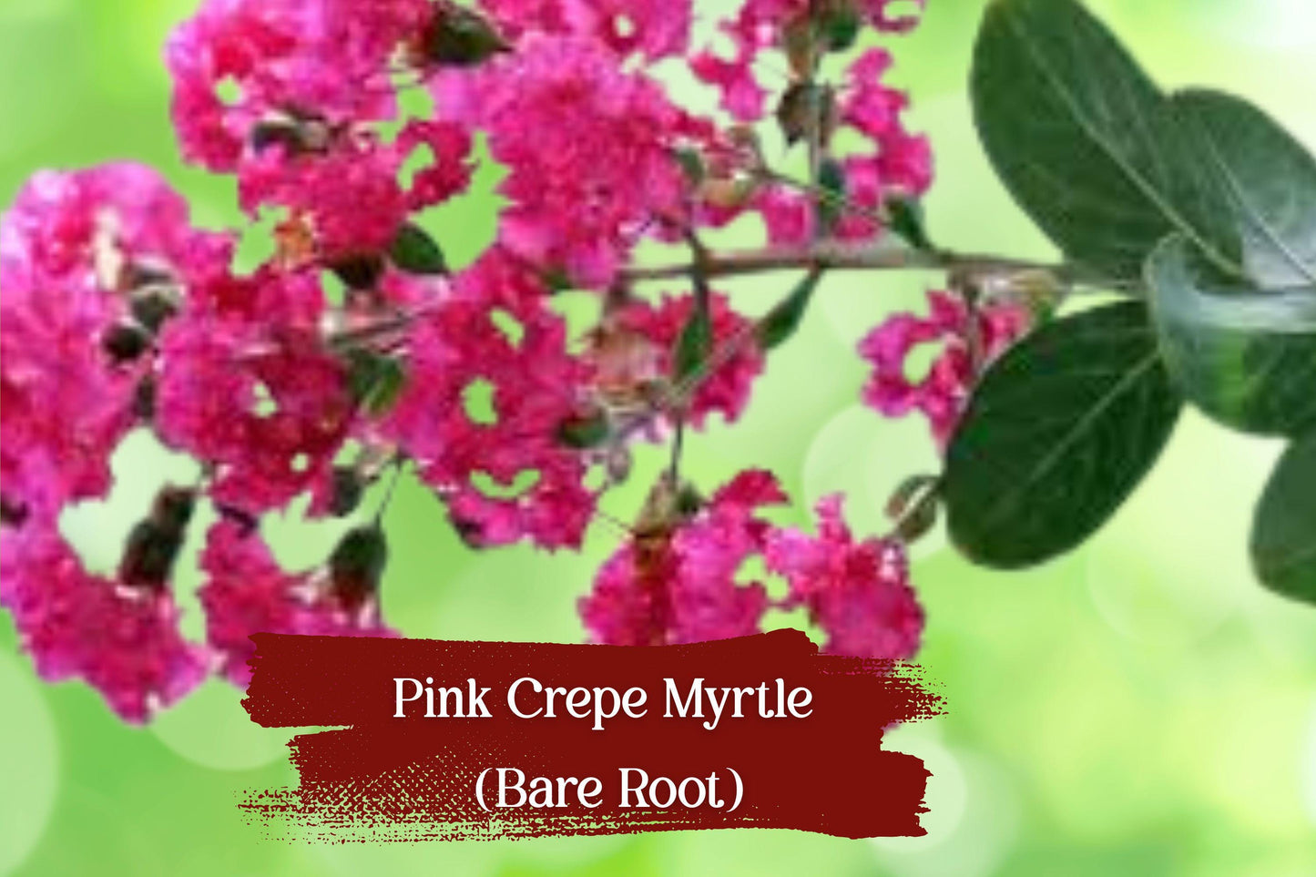 Hot Pink Crepe Myrtle Starter Plants | Lagerstroemia indica | Vibrant Dark Pink Flowers | Live Bare Root Shrubs (Set of 2)