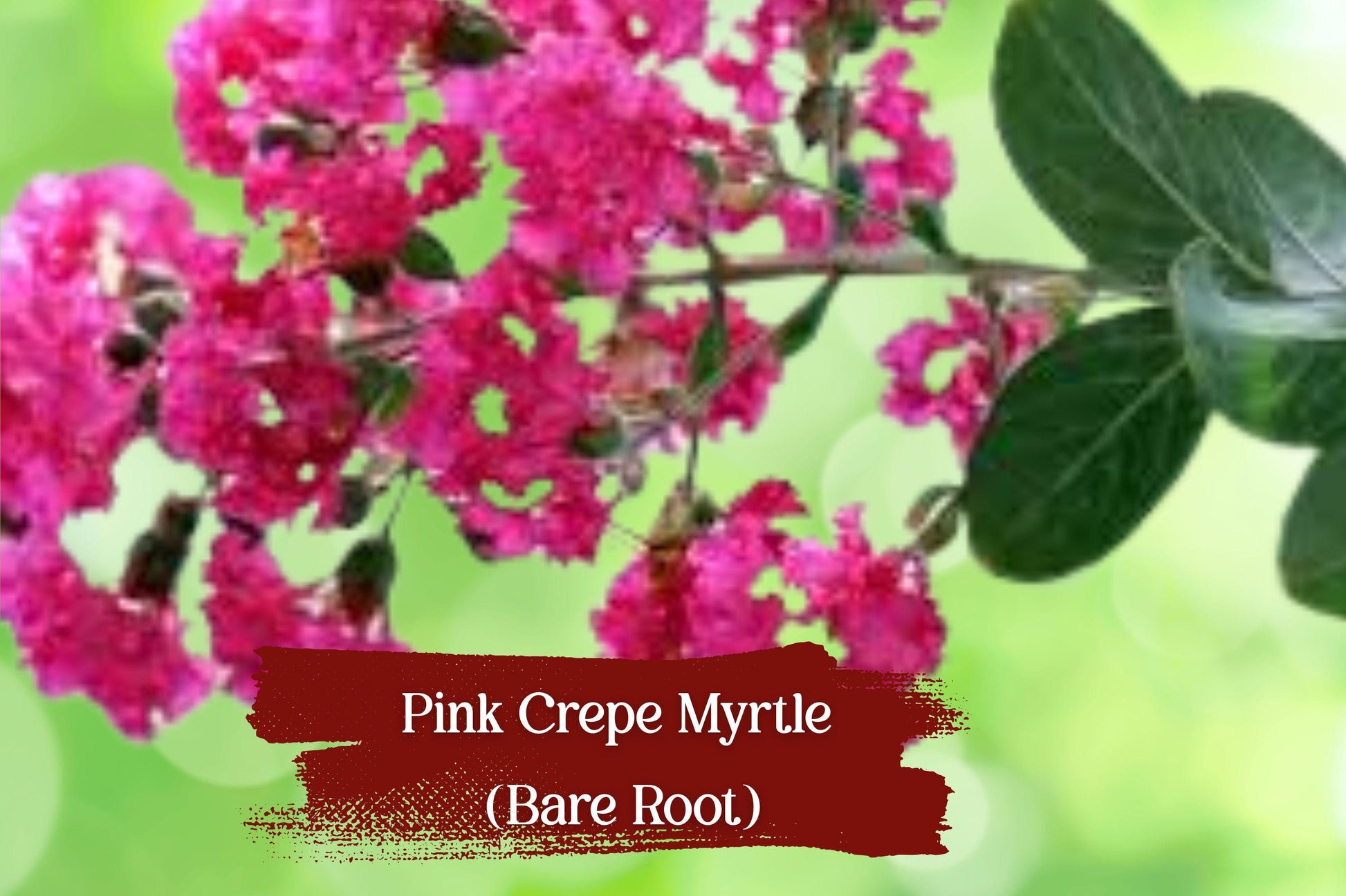 Hot Pink Crepe Myrtle Starter Plants | Lagerstroemia indica | Vibrant Dark Pink Flowers | Live Bare Root Shrubs (Set of 2)