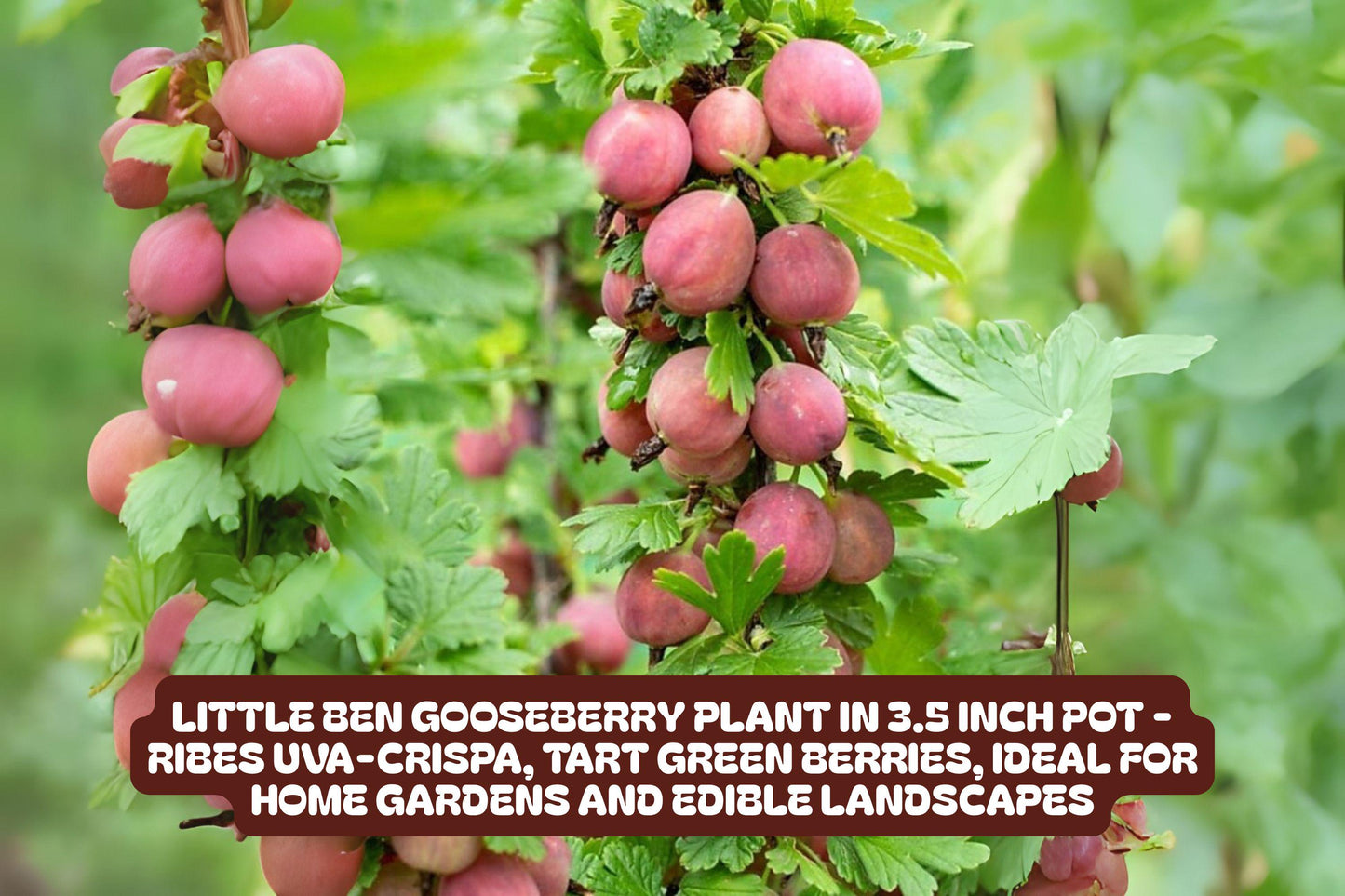 Little Ben Gooseberry Plant - Compact Edible Shrub in 3.5 Inch Pot - Ribes uva-crispa 'Little Ben' for Small Gardens & Containers
