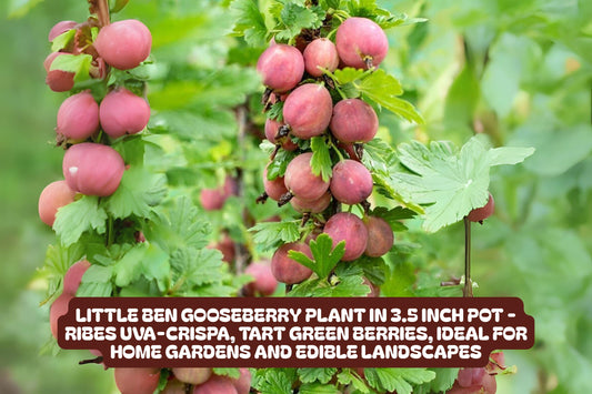 Little Ben Gooseberry Plant - Compact Edible Shrub in 3.5 Inch Pot - Ribes uva-crispa 'Little Ben' for Small Gardens & Containers