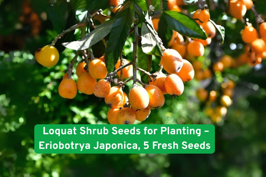 Loquat Shrub Seeds | Eriobotrya Japonica | Tropical Fruit Tree | Edible Landscape & Container Gardening (5 Seeds)