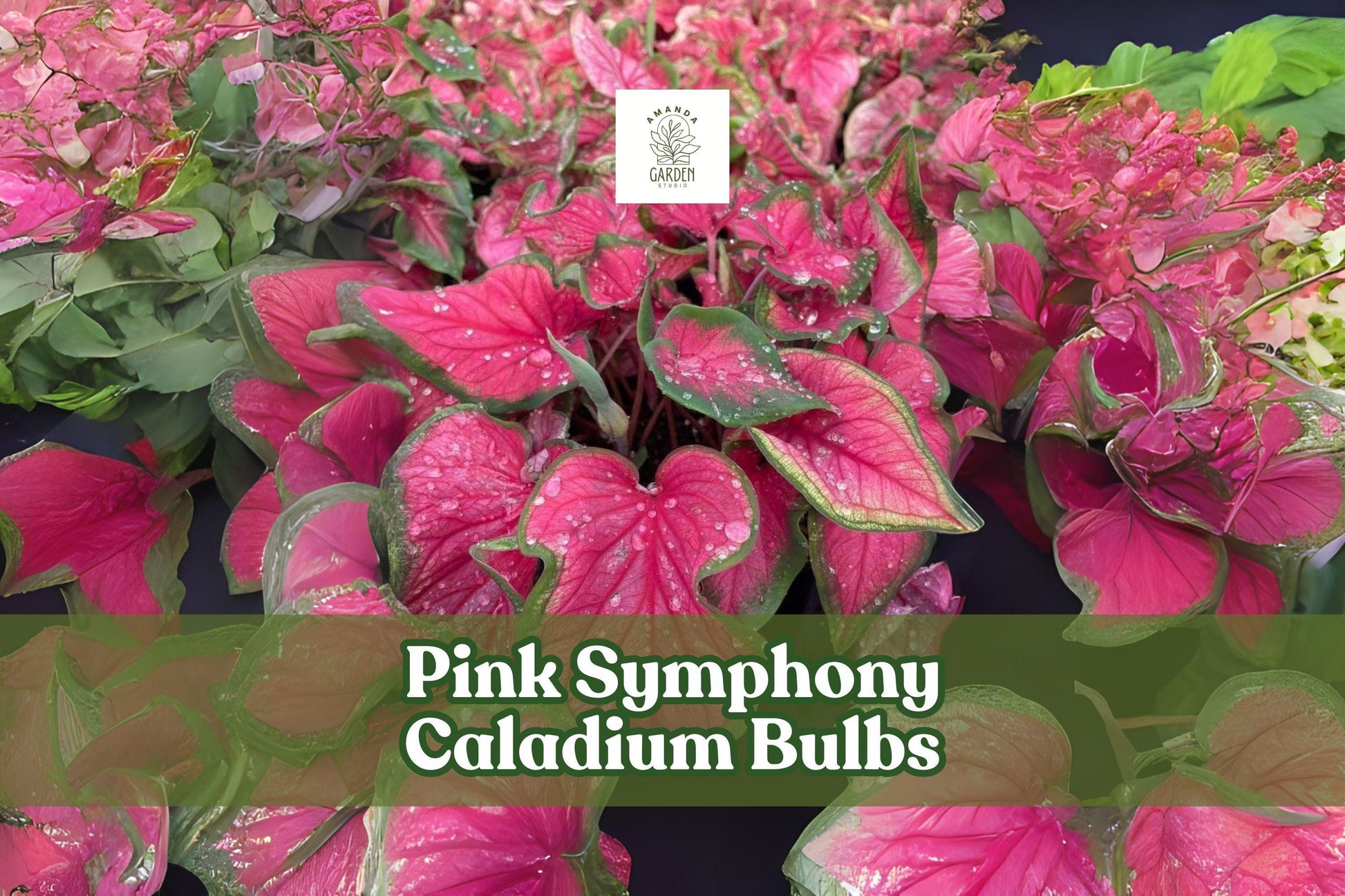 Pink Symphony Caladium Bulbs – Fancy Leaf Tropical Foliage, Pink and Green, Live Tubers, Shade Garden, Indoor/Outdoor Plant