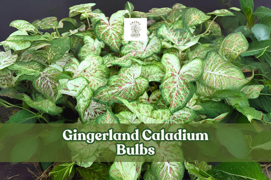 Gingerland Caladium Bulbs – Fancy Leaf Tropical Foliage with Pink Veins, White & Green Speckles, Live Tubers for Shade Gardens