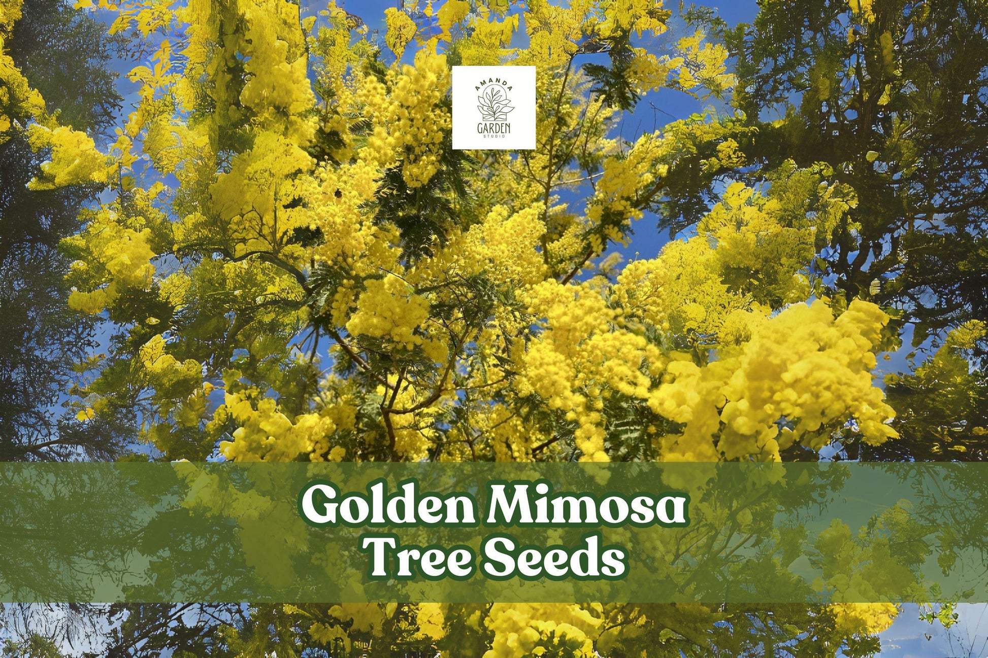 Golden Mimosa Tree Seeds – Acacia baileyana – Ornamental Yellow Flowering Tree – Silver Foliage, Fast Growing, Drought Tolerant