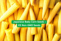 Japanese Baby Corn Seeds – Non-GMO, Sweet Mini Corn, Zea mays, for salads, stir-fry, pickling, garden or containers