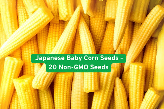 Japanese Baby Corn Seeds – Non-GMO, Sweet Mini Corn, Zea mays, for salads, stir-fry, pickling, garden or containers