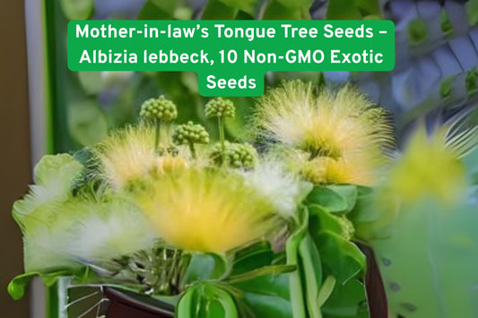 Albizia lebbeck Tree Seeds – Fast-Growing Tropical Shade & Ornamental Tree with Fragrant Cream Flowers