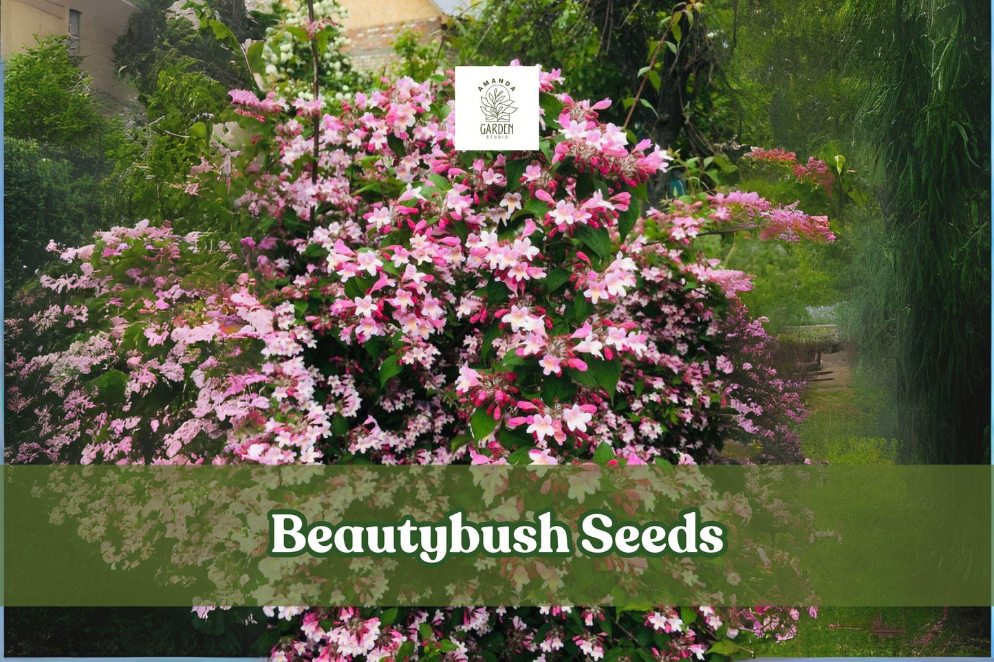 20 Beautybush Seeds – Kolkwitzia amabilis Flowering Ornamental Shrub for Garden Planting