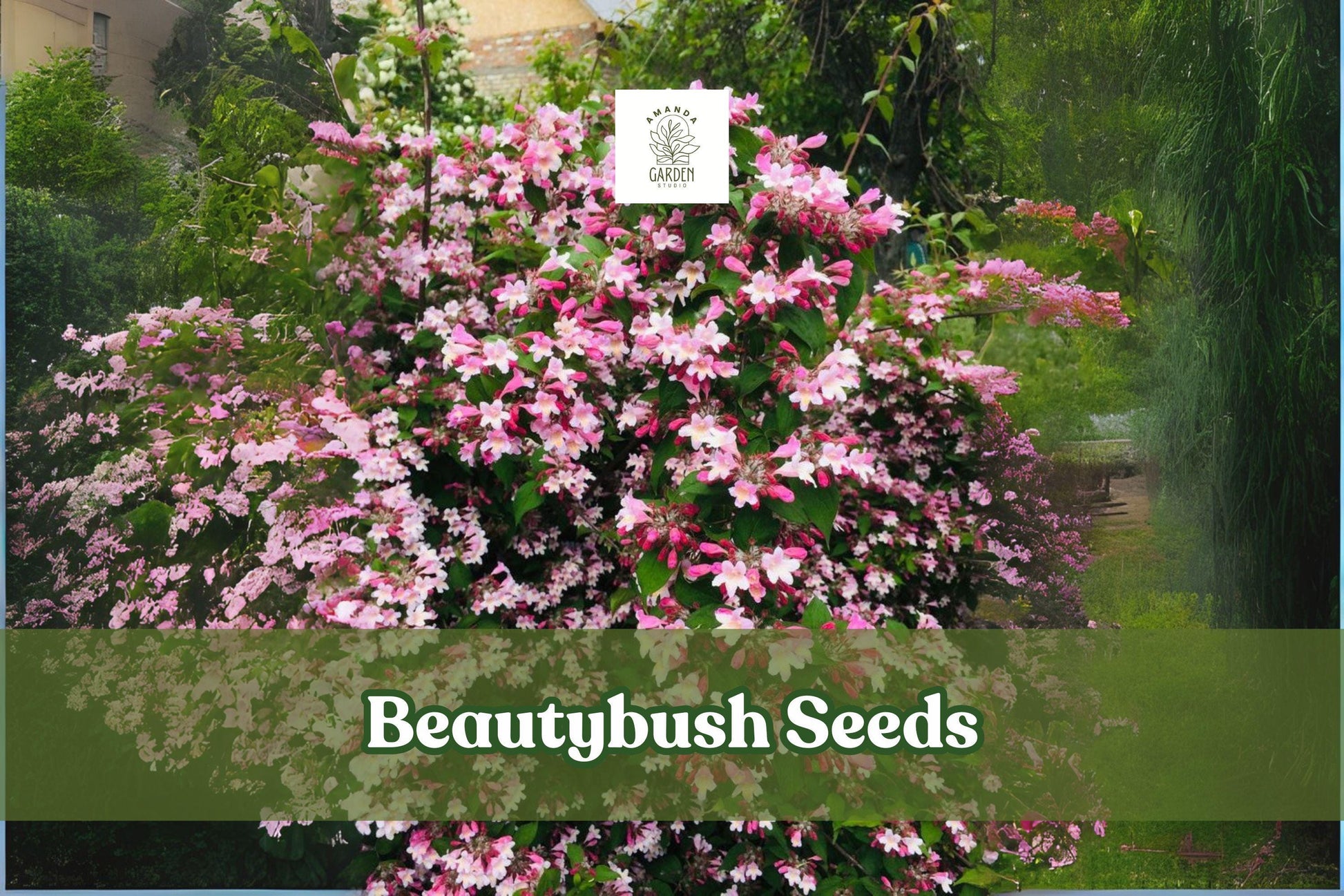 20 Beautybush Seeds – Kolkwitzia amabilis Flowering Ornamental Shrub for Garden Planting