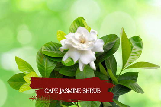 Heirloom Gardenia Jasminoides Plants – White Fragrant Cape Jasmine Shrubs, Set of 2, Evergreen, 6" Tall Rooted Cuttings