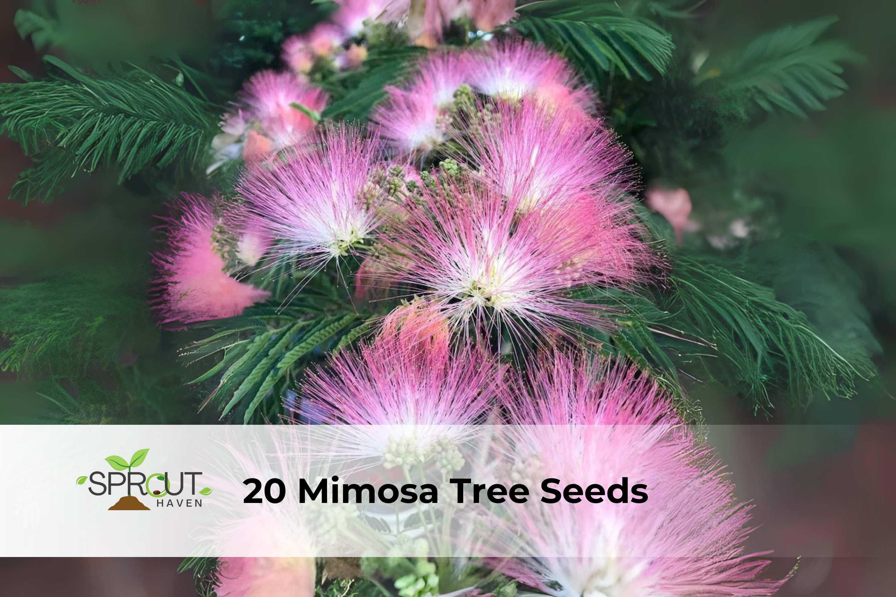 20 Mimosa Tree Seeds Albizia julibrissin Pink Silk Tree Ornamental Drought-Tolerant Flowering Plant