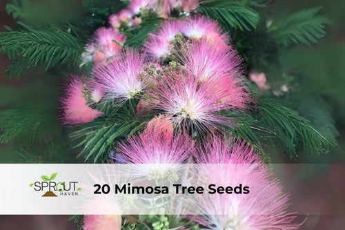 20 Mimosa Tree Seeds Albizia julibrissin Pink Silk Tree Ornamental Drought-Tolerant Flowering Plant