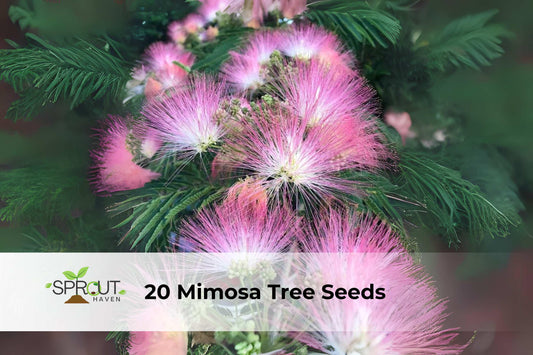 20 Mimosa Tree Seeds Albizia julibrissin Pink Silk Tree Ornamental Drought-Tolerant Flowering Plant