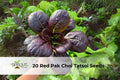 Asian Greens Seeds Pack – Red Pak Choi & Tatsoi Mix for Home Gardens, Containers, Fast-Growing Brassica Vegetables