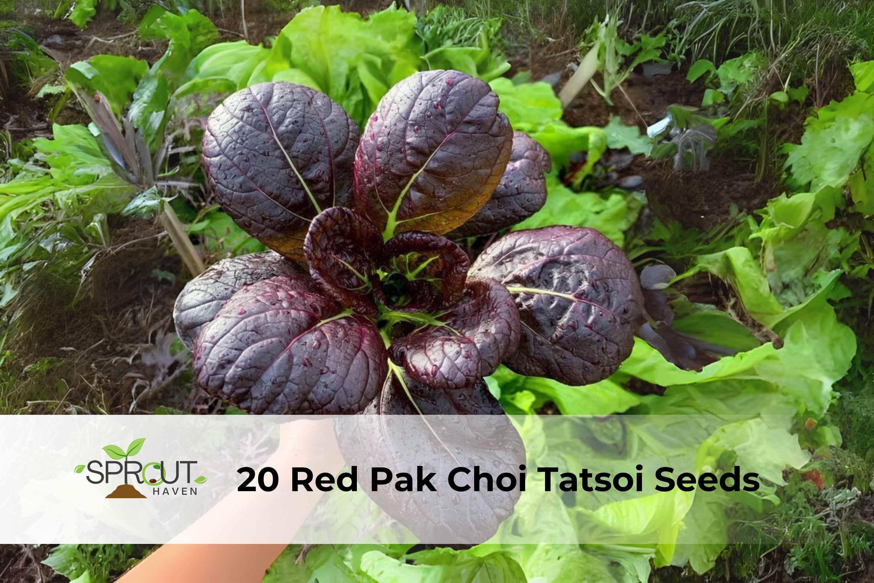 Asian Greens Seeds Pack – Red Pak Choi & Tatsoi Mix for Home Gardens, Containers, Fast-Growing Brassica Vegetables