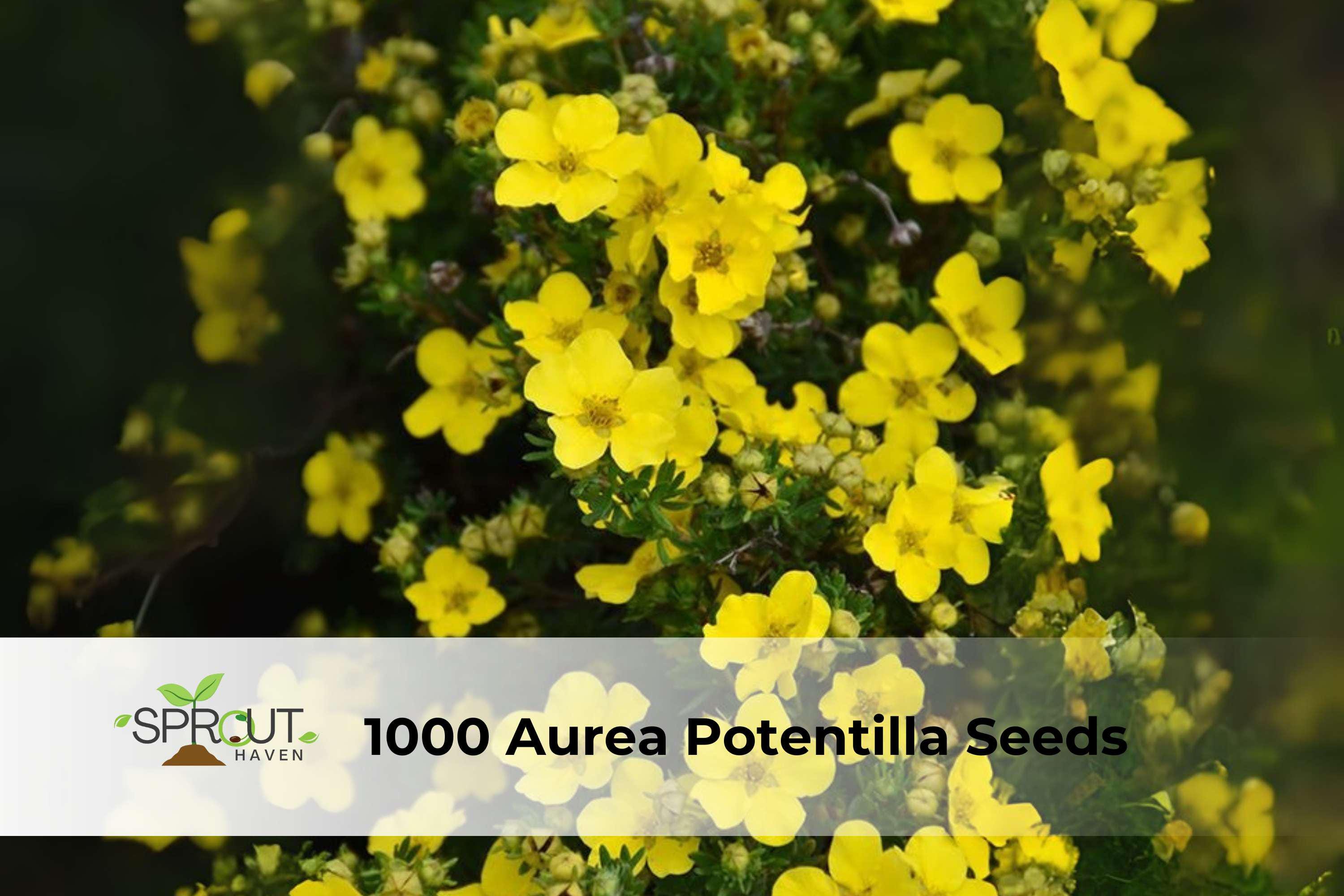 1000 Aurea Potentilla Seeds | Golden Cinquefoil Perennial Groundcover with Yellow Flowers | Potentilla aurea
