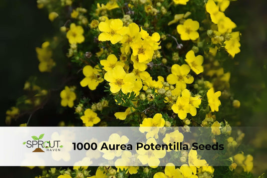 1000 Aurea Potentilla Seeds | Golden Cinquefoil Perennial Groundcover with Yellow Flowers | Potentilla aurea