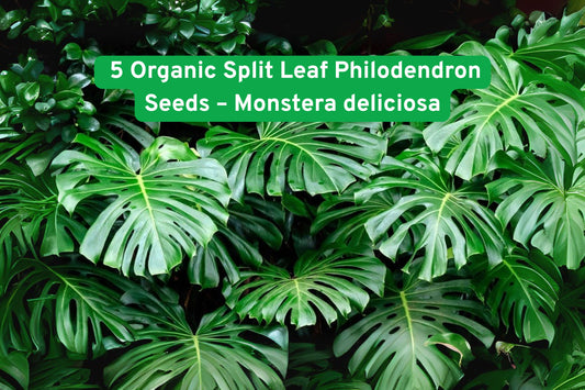 Organic Monstera Deliciosa Seeds – Swiss Cheese Plant Vine – Tropical Houseplant – Grow Your Own Split Leaf Philodendron