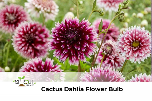 Alauna Clair Obscur Dahlia Tuber – Purple & White Cactus Flower Bulb for Borders, Containers & Cut Flowers