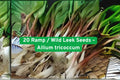20 Ramp / Wild Leek Seeds – Allium tricoccum – Edible Perennial Herb for Shade Gardens