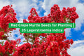 Red Crepe Myrtle Seeds 35 Lagerstroemia indica Flowering Shrub for Pollinator Gardens
