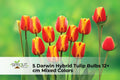 Darwin Hybrid Tulip Bulbs Set of 5 | Mixed Colors | Spring Flowering Perennial Bulb | Tulipa (Darwin Hybrid)
