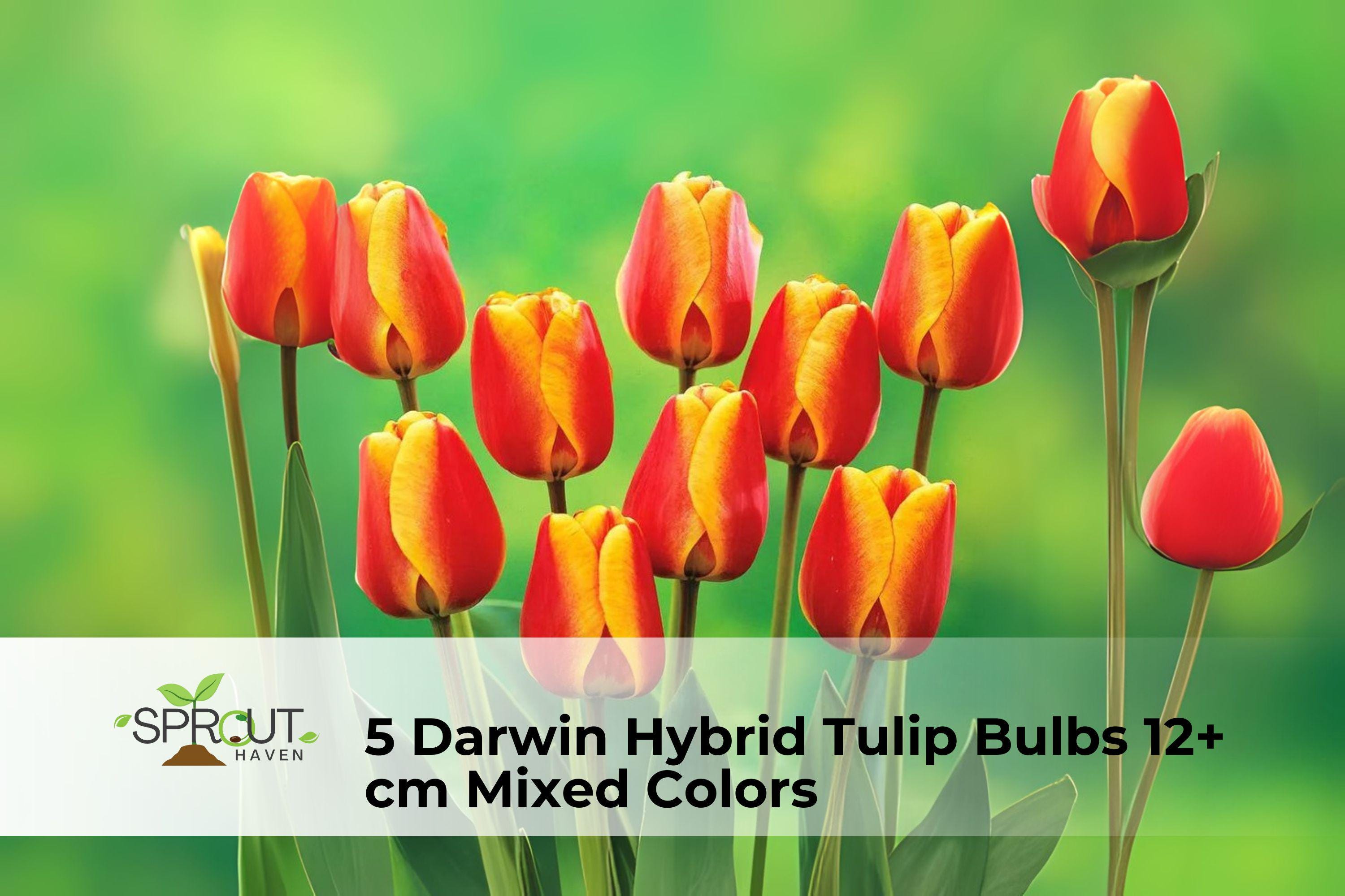 Darwin Hybrid Tulip Bulbs Set of 5 | Mixed Colors | Spring Flowering Perennial Bulb | Tulipa (Darwin Hybrid)