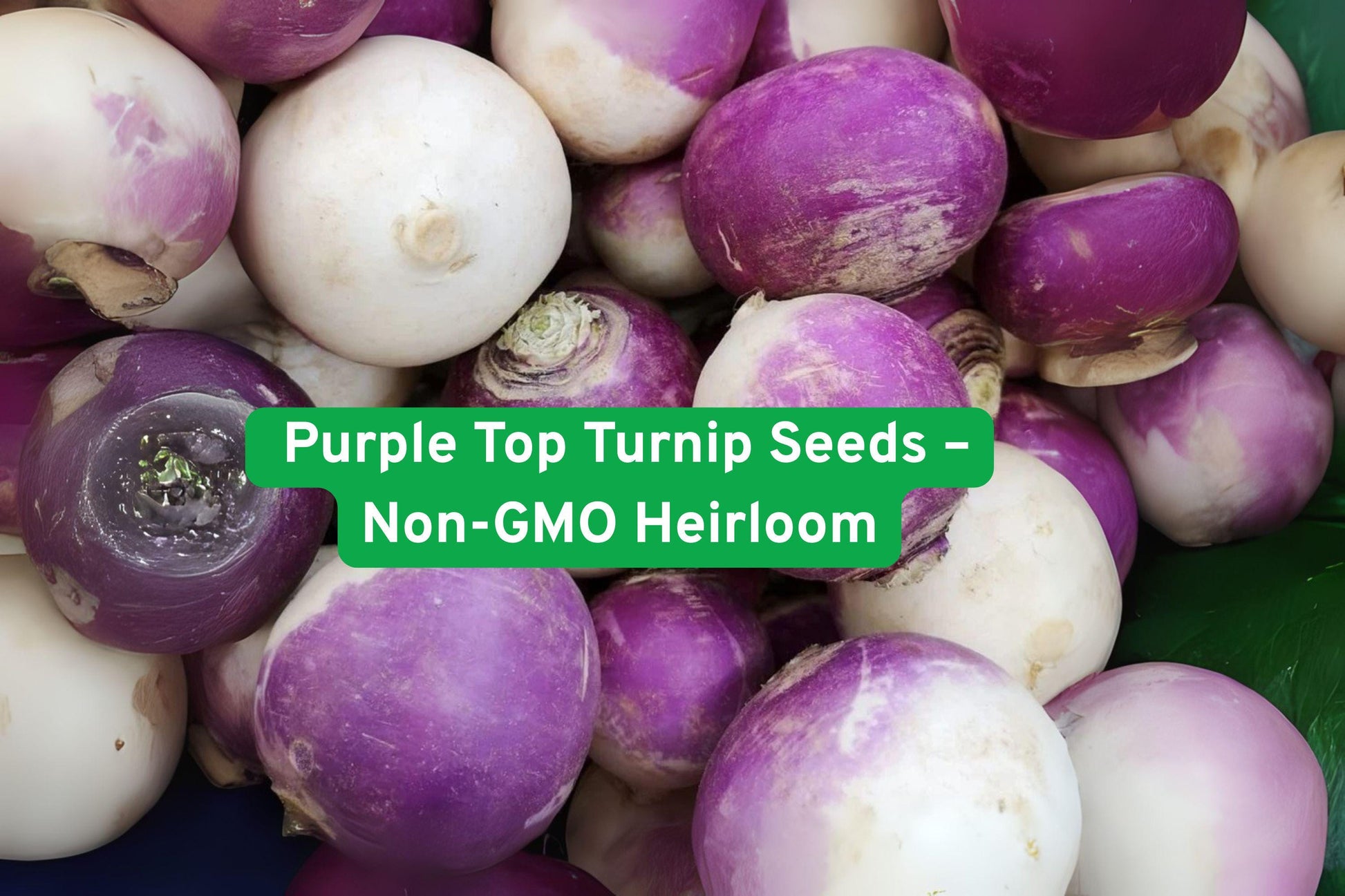 Non-GMO Purple Top Turnip Seeds – Heirloom Brassica rapa for Roots & Greens, Cool Weather Vegetable, Easy to Grow in Garden or Containers