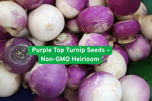 Non-GMO Purple Top Turnip Seeds – Heirloom Brassica rapa for Roots & Greens, Cool Weather Vegetable, Easy to Grow in Garden or Containers