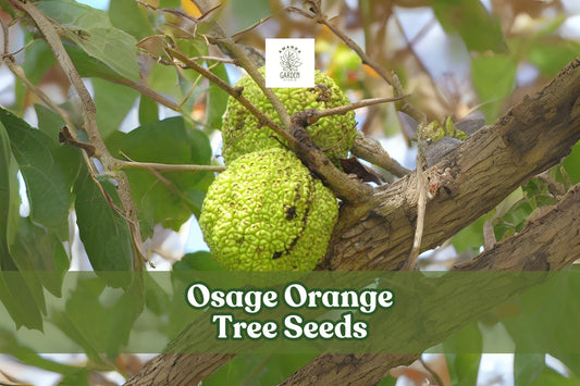 Osage Orange Tree Seeds – Maclura pomifera – Hardy Hedge & Ornamental Tree – Green Fruit, Deciduous, Full Sun, Zone 4-9