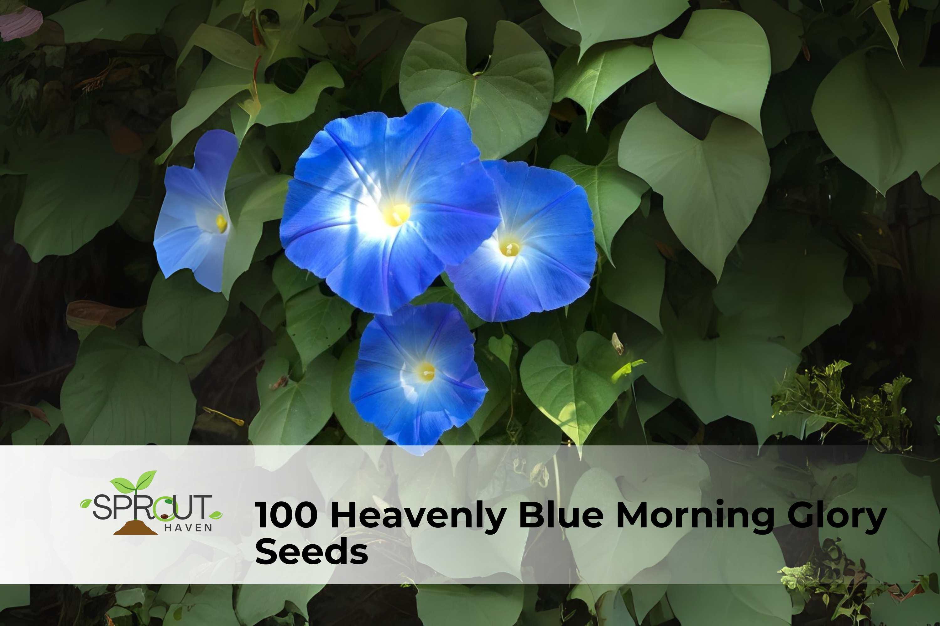 Heavenly Blue Morning Glory Seeds | Ipomoea tricolor Climbing Vine | Sky-Blue Flowers | Heirloom, Fast-Growing, Annual Seed Pack