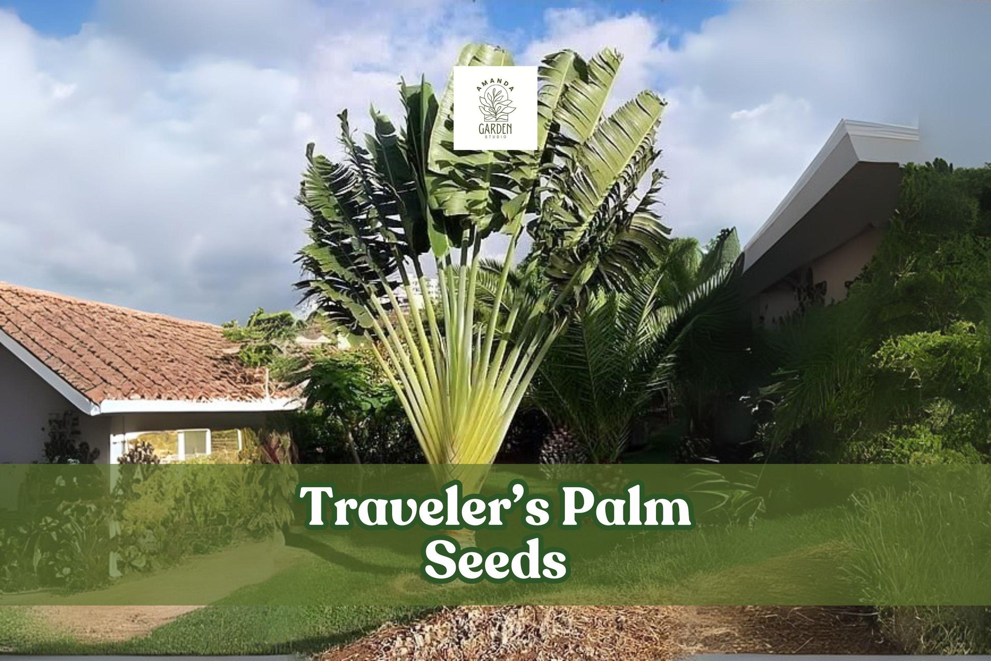 Traveler’s Palm Seeds – Ravenala madagascariensis – Exotic Tropical Bird of Paradise Plant – Grow Your Own Fan-Shaped Foliage Seed Pack