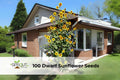 Dwarf Sunflower Seeds 100 Pack | Compact Yellow Helianthus annuus for Containers & Borders