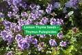 Lemon Thyme Seeds – Thymus Pulegioides Herb Plant for Culinary & Medicinal Use – Evergreen, Fragrant, Light Purple Flowers