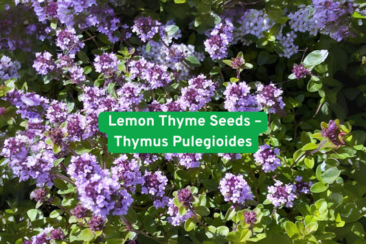 Lemon Thyme Seeds – Thymus Pulegioides Herb Plant for Culinary & Medicinal Use – Evergreen, Fragrant, Light Purple Flowers