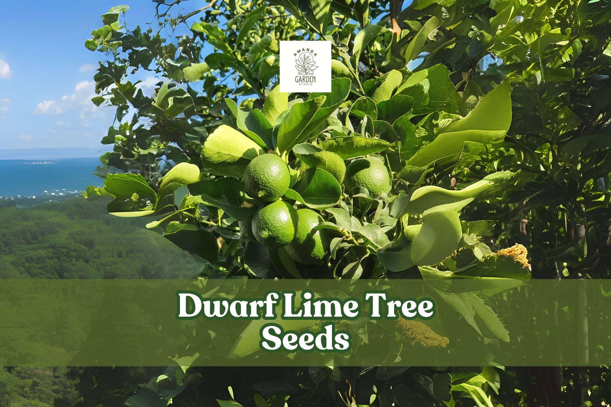 Dwarf Lime Tree Seeds | Citrus aurantiifolia | Ornamental Citrus for Bonsai & Containers | 30+ Seeds